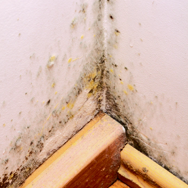 a mold infested corner
